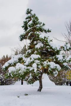一棵挂着雪挂的松树与树丛雪地