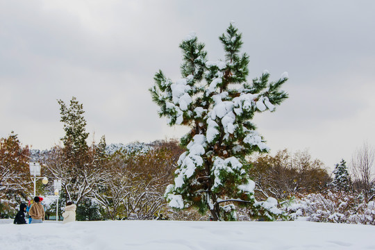 一棵仙人掌形状的松树雪挂树林