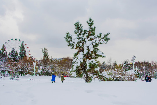 一棵仙人掌形状的松树雪挂雪地