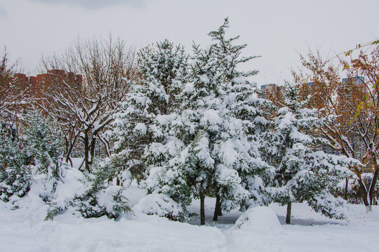 几棵挂着雪挂的松树与树林