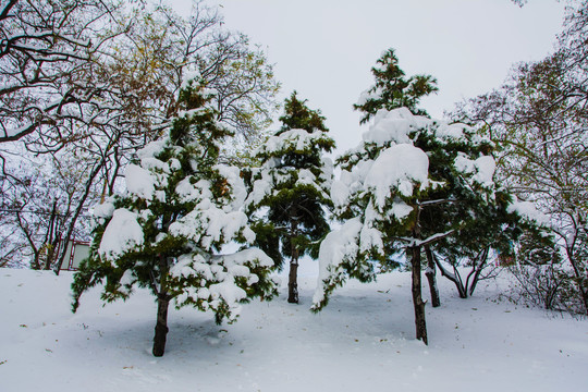 几棵挂着雪挂的松树与树枝雪挂