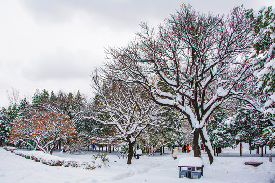 几棵树树枝干雪挂与树林雪地