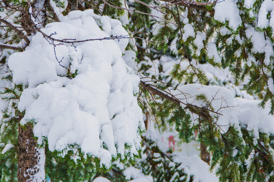 松树树干旁的松毛雪挂特写