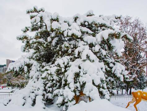 松树雪挂与树木雪挂