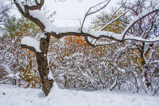 一棵树干雪挂与树从雪挂