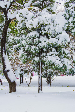 挂着雪挂的松树与树干雪地