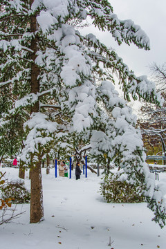松树一侧支干上的雪挂与雪地