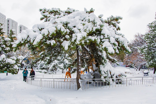 一棵松树雪挂与小鹿雕塑雪地