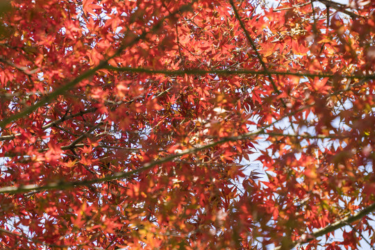 秋天的红叶