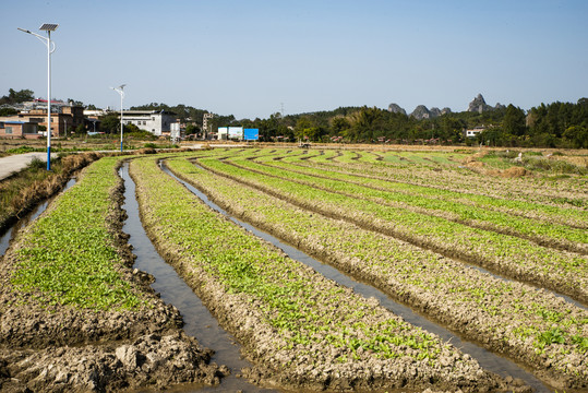 蔬菜种植