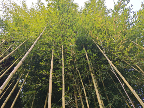 竹子