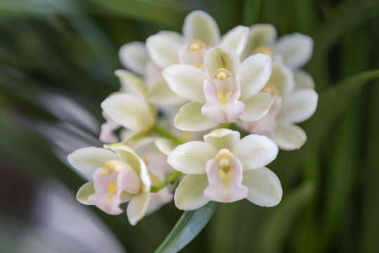 特写兰花束