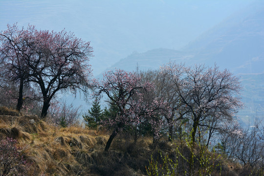 野杏春色