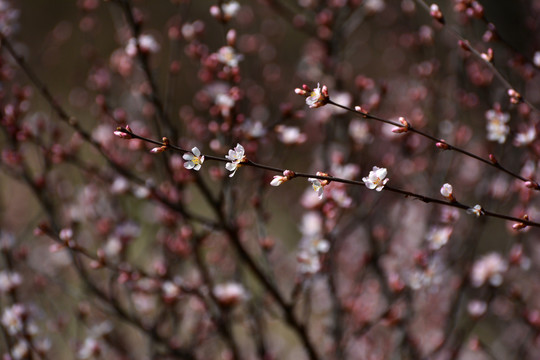 山樱桃花