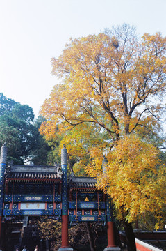 北京香山寺秋景