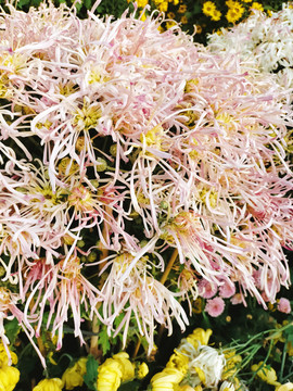 粉色菊花