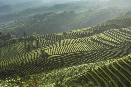 宜宾珙县鹿鸣茶场生态茶山