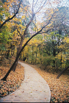 北京香山公园秋色