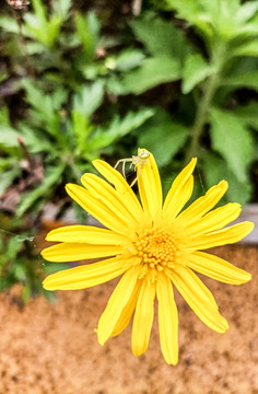 黄色菊花上的毒蜘蛛