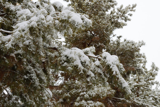 雪景