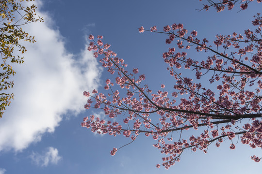 冬樱花与蓝天