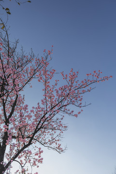 冬樱花与蓝天