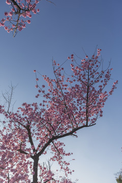 冬樱花与蓝天