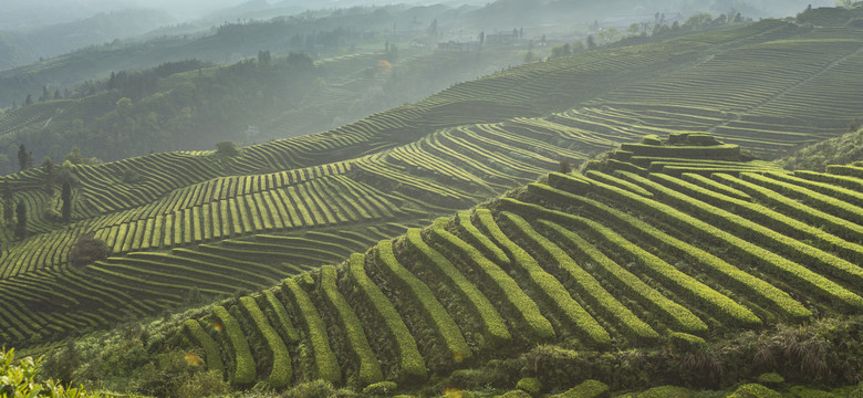 宜宾珙县鹿鸣茶场茶山自然风光