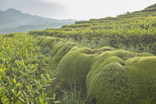 宜宾珙县鹿鸣茶场茶山自然风光