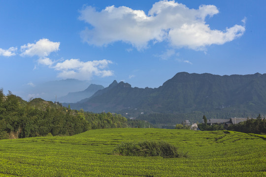 蓝天白云山脉茶山自然风光