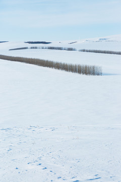 冬季草原雪原防风林