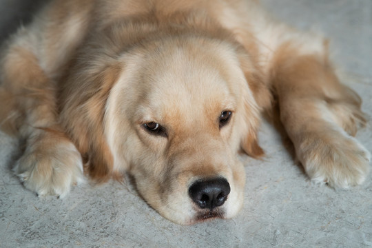 宠物犬金毛