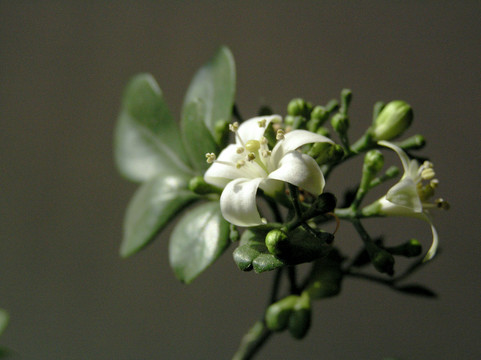 十里香花卉