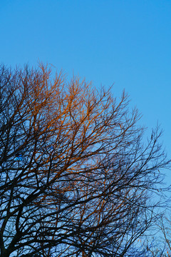 冬季黄昏阳光下的枝干剪影