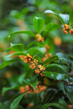 桂花飘香