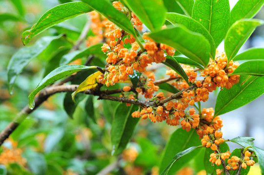 桂花树