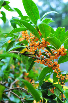 桂花树