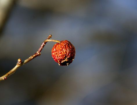 雪霜干果一样美