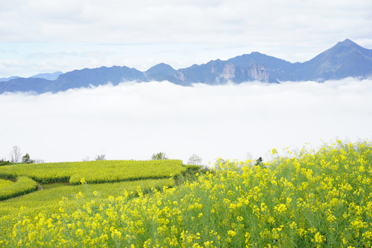 油菜花