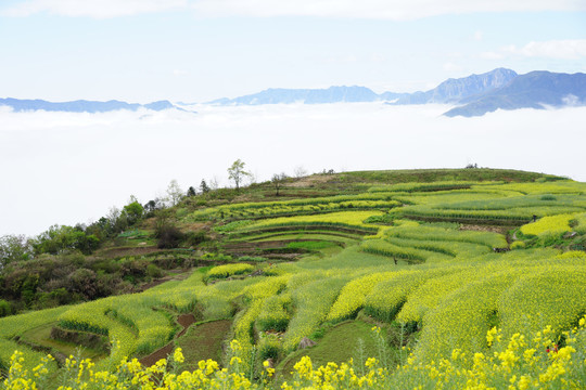 油菜花