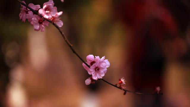 桃花
