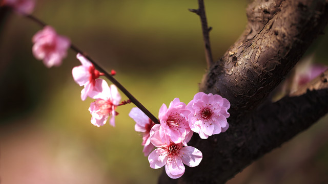 桃花