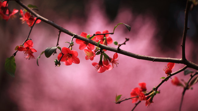 桃花