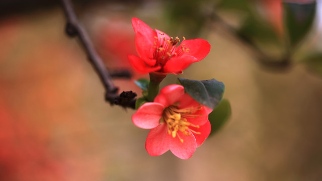 桃花