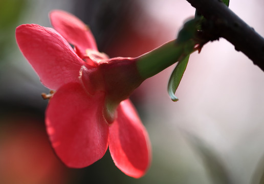 桃花