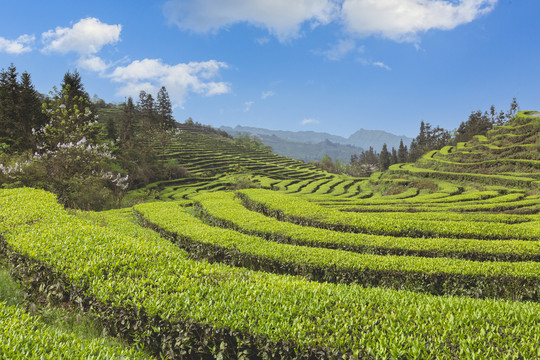 蓝天白云蜿蜒茶山自然风光