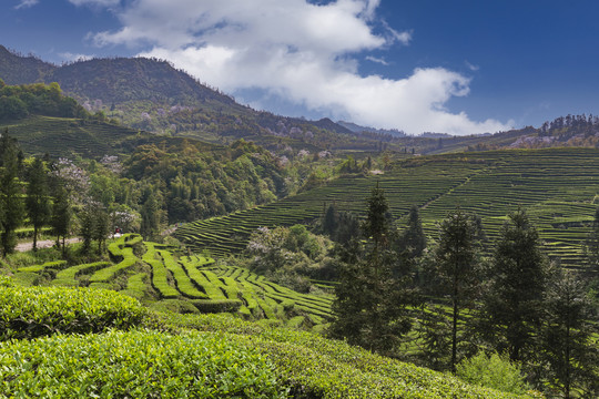 宜宾珙县鹿鸣茶场茶山风光