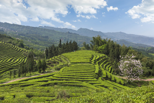 宜宾珙县鹿鸣茶场茶山风光