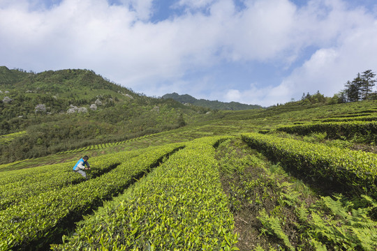 宜宾珙县鹿鸣茶场茶山风光