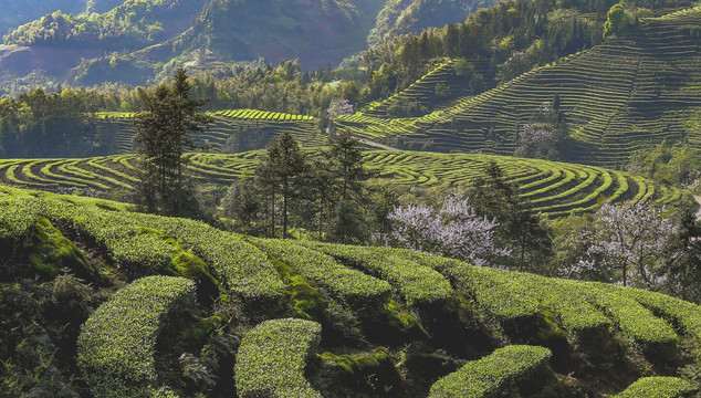 宜宾珙县鹿鸣茶场茶山风光